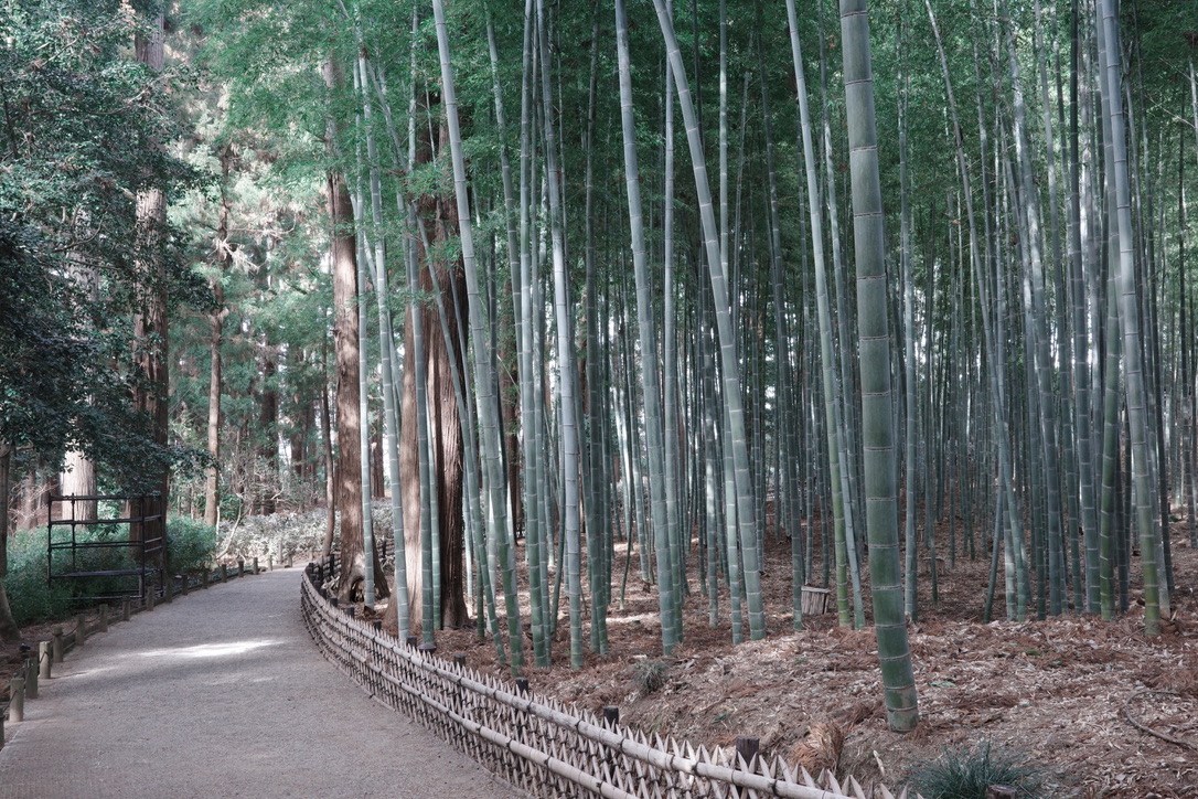 偕楽園の竹林